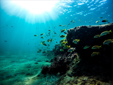Protecting the Global Commons