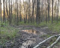 A shallow and humble vernal pool holds a secret under its surface - thousands of teeming wood frog tadpoles! A shallow and humble vernal pool holds a secret under its surface - thousands of